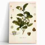 Botanical Art Prints - Vintage Camellia Thea Illustration
