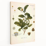 Botanical Art Prints - Vintage Camellia Thea Illustration