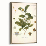 Botanical Art Prints - Vintage Camellia Thea Illustration