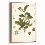 Botanical Art Prints - Vintage Camellia Thea Illustration