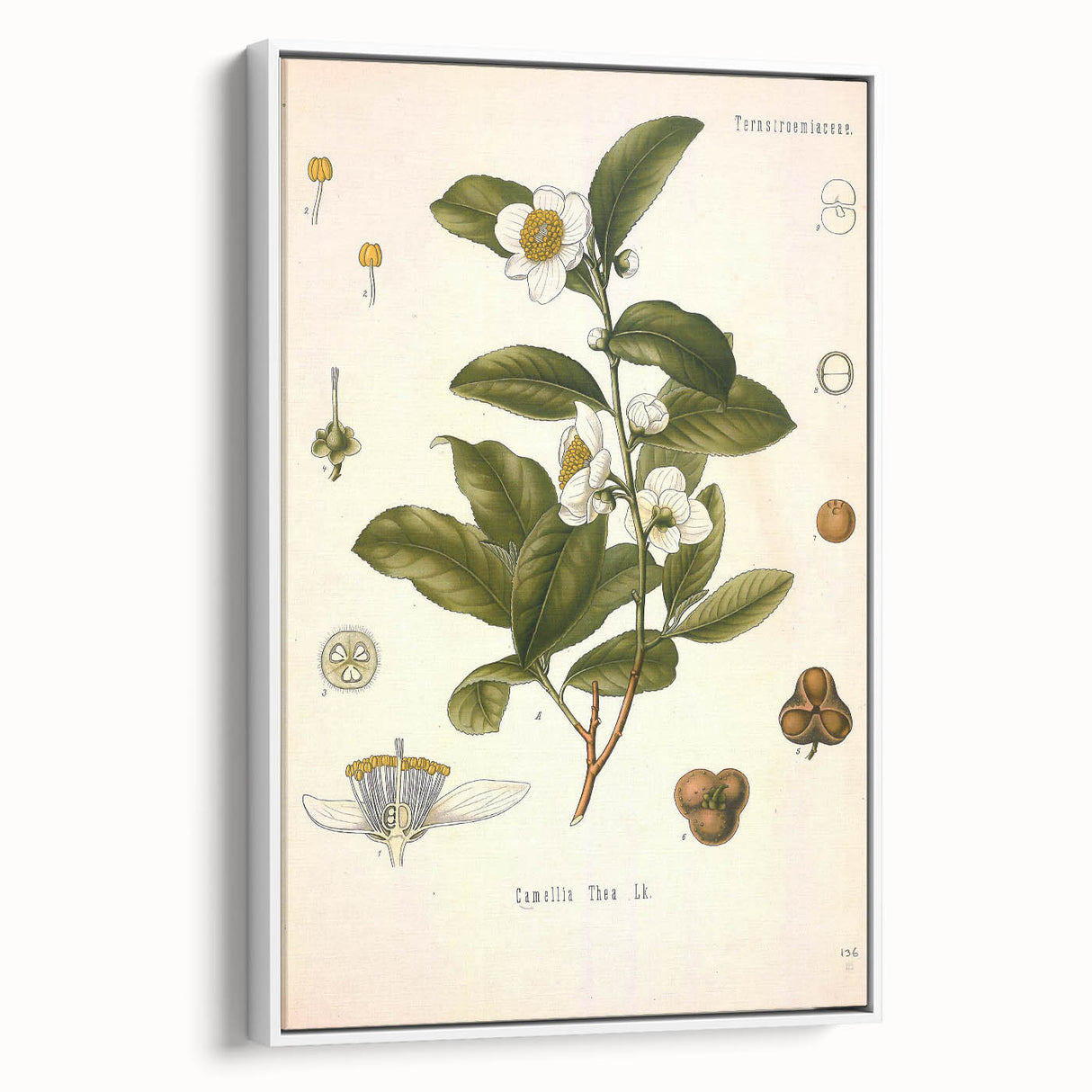 Botanical Art Prints - Vintage Camellia Thea Illustration