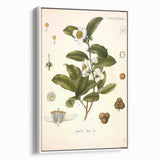 Botanical Art Prints - Vintage Camellia Thea Illustration