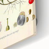 Botanical Art Prints - Vintage Arctostaphylos Uva Ursi Illustration