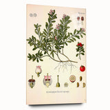 Botanical Art Prints - Vintage Arctostaphylos Uva Ursi Illustration