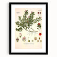 Botanical Art Prints - Vintage Arctostaphylos Uva Ursi Illustration