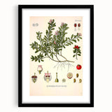 Botanical Art Prints - Vintage Arctostaphylos Uva Ursi Illustration