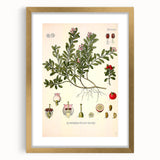 Botanical Art Prints - Vintage Arctostaphylos Uva Ursi Illustration