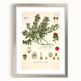 Botanical Art Prints - Vintage Arctostaphylos Uva Ursi Illustration