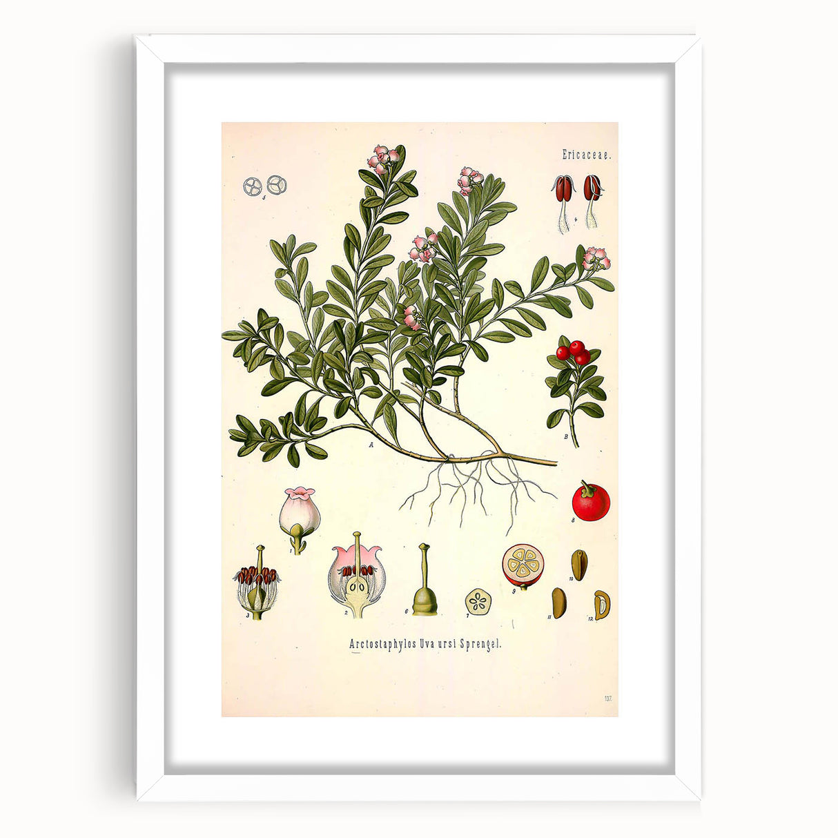 Botanical Art Prints - Vintage Arctostaphylos Uva Ursi Illustration