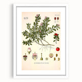 Botanical Art Prints - Vintage Arctostaphylos Uva Ursi Illustration