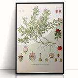Botanical Art Prints - Vintage Arctostaphylos Uva Ursi Illustration
