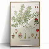 Botanical Art Prints - Vintage Arctostaphylos Uva Ursi Illustration
