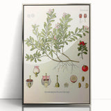 Botanical Art Prints - Vintage Arctostaphylos Uva Ursi Illustration