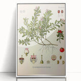 Botanical Art Prints - Vintage Arctostaphylos Uva Ursi Illustration