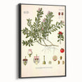 Botanical Art Prints - Vintage Arctostaphylos Uva Ursi Illustration