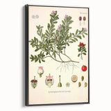 Botanical Art Prints - Vintage Arctostaphylos Uva Ursi Illustration