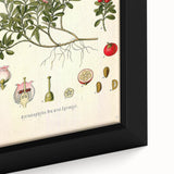 Botanical Art Prints - Vintage Arctostaphylos Uva Ursi Illustration