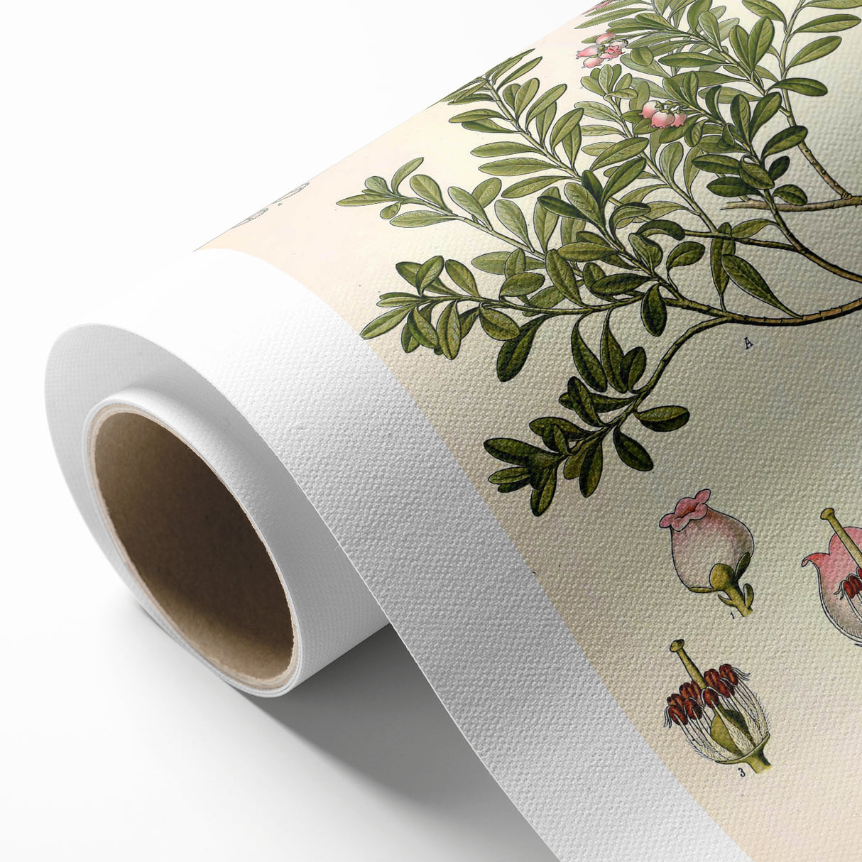 Botanical Art Prints - Vintage Arctostaphylos Uva Ursi Illustration