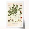 Botanical Art Prints - Vintage Arctostaphylos Uva Ursi Illustration