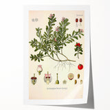 Botanical Art Prints - Vintage Arctostaphylos Uva Ursi Illustration
