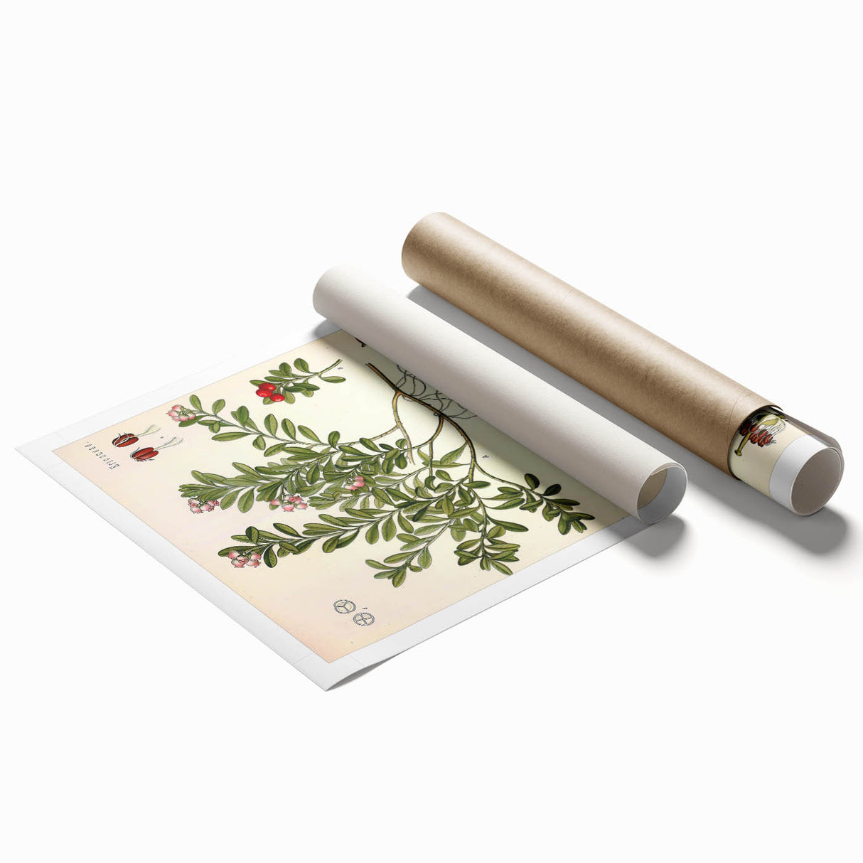 Botanical Art Prints - Vintage Arctostaphylos Uva Ursi Illustration