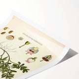 Botanical Art Prints - Vintage Arctostaphylos Uva Ursi Illustration