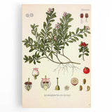 Botanical Art Prints - Vintage Arctostaphylos Uva Ursi Illustration