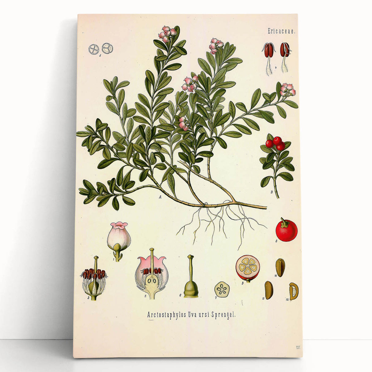 Botanical Art Prints - Vintage Arctostaphylos Uva Ursi Illustration