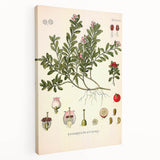 Botanical Art Prints - Vintage Arctostaphylos Uva Ursi Illustration