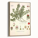 Botanical Art Prints - Vintage Arctostaphylos Uva Ursi Illustration