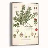 Botanical Art Prints - Vintage Arctostaphylos Uva Ursi Illustration