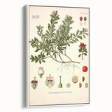 Botanical Art Prints - Vintage Arctostaphylos Uva Ursi Illustration