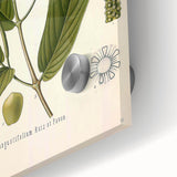 Botanical Art Prints - Vintage Piper Angustifolium Illustration