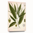 Botanical Art Prints - Vintage Piper Angustifolium Illustration
