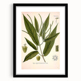 Botanical Art Prints - Vintage Piper Angustifolium Illustration