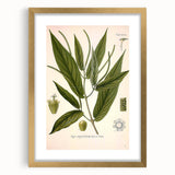 Botanical Art Prints - Vintage Piper Angustifolium Illustration