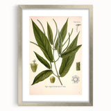 Botanical Art Prints - Vintage Piper Angustifolium Illustration