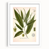 Botanical Art Prints - Vintage Piper Angustifolium Illustration