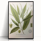 Botanical Art Prints - Vintage Piper Angustifolium Illustration
