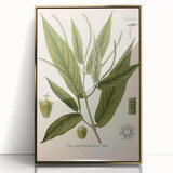 Botanical Art Prints - Vintage Piper Angustifolium Illustration