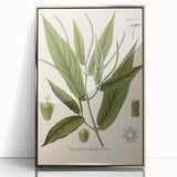 Botanical Art Prints - Vintage Piper Angustifolium Illustration