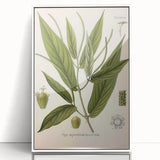 Botanical Art Prints - Vintage Piper Angustifolium Illustration