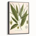 Botanical Art Prints - Vintage Piper Angustifolium Illustration