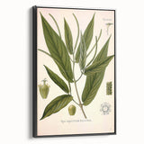 Botanical Art Prints - Vintage Piper Angustifolium Illustration