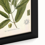 Botanical Art Prints - Vintage Piper Angustifolium Illustration