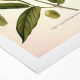 Botanical Art Prints - Vintage Piper Angustifolium Illustration