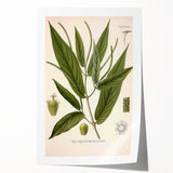 Botanical Art Prints - Vintage Piper Angustifolium Illustration