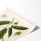 Botanical Art Prints - Vintage Piper Angustifolium Illustration