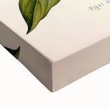 Botanical Art Prints - Vintage Piper Angustifolium Illustration