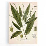 Botanical Art Prints - Vintage Piper Angustifolium Illustration